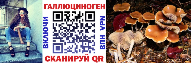 Купить  Топки  Псилоцибиновые грибы Magic Shrooms 