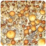 Псилоцибиновые (галлюциногенные)  грибы Psilocybin "Golden Teacher" в Топках