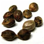 Семена марихуаны АК-47  (Seeds AK-47) в Топках